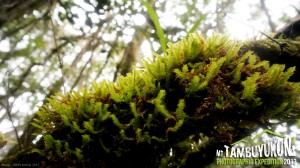 Mount Tambuyukon Expedition  